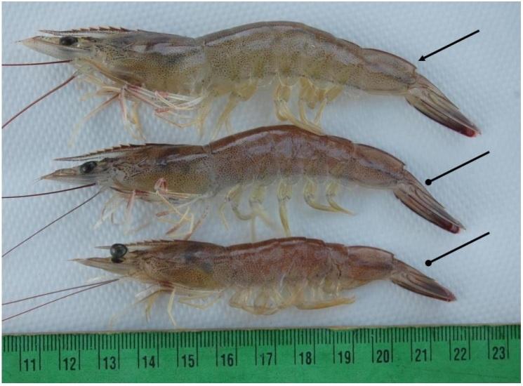 Menghadapi LSNV: Langkah Cegah Kerugian di Tambak Udang