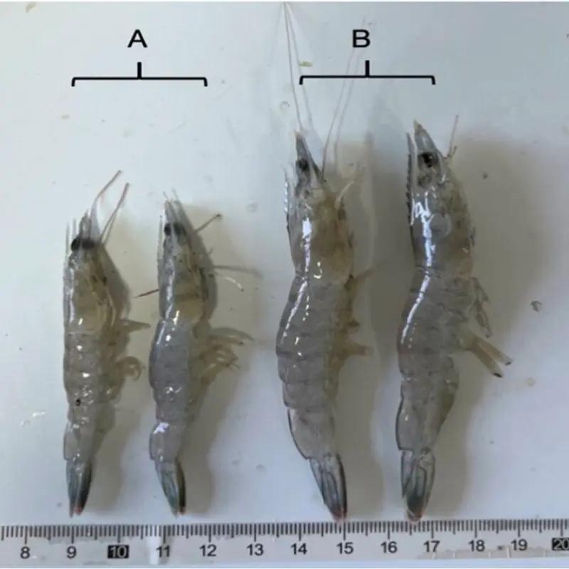 Udang Anda Kerdil?
Kenali Virus Senyap, Perusak Hasil Panen!!