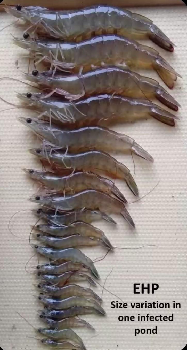 Udang Hidup Tapi Tidak Besar?
Waspada Penyakit EHP!
Penyakit Udang yang Diam-Diam Menggerogoti Keuntungan Petambak