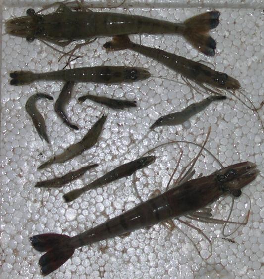 Waspada Monodon Baculovirus (MB): Kenali dan Cegah Sejak Dini