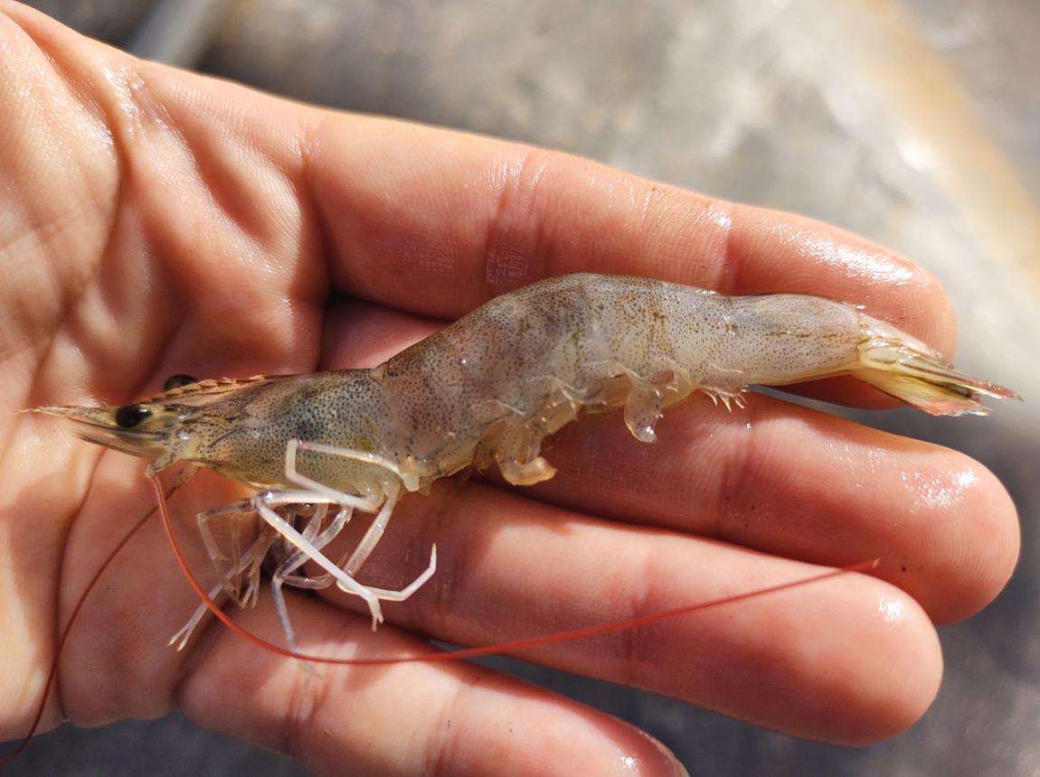 Waspada Mourilyan Virus (MoV): Ancaman Baru di Balik Tambak Udang