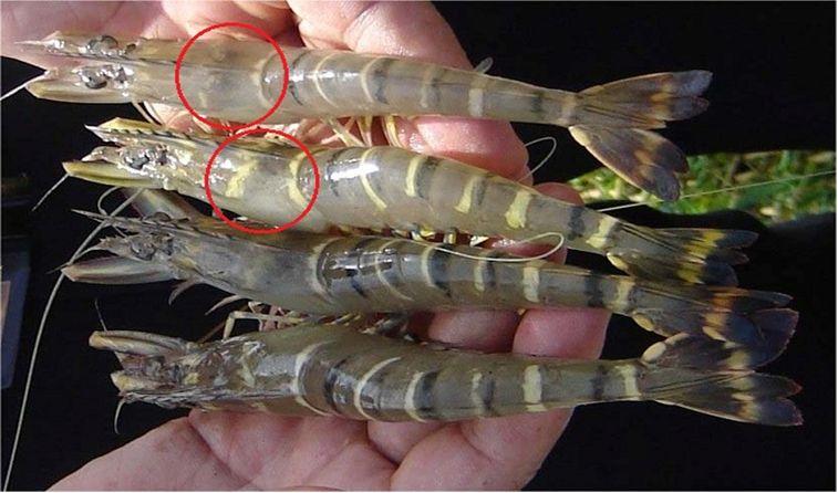 Waspada Yellow Head Virus (YHV): Ancaman Serius bagi Budidaya Udang