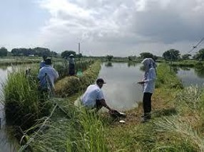 Hal-hal Penting dalam Menentukan Lokasi Tambak Udang: Dari Kualitas Tanah hingga Pasang Surut!