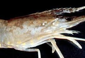 Bacterial White Spot Syndrome (BWSS): Ketika Bakteri jadi Bintik Putih di Tubuh Udang!