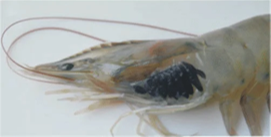 Black Gill Disease: Ketika Udang Lemas dan Sulit Nafas akibat Insang yang Menghitam!