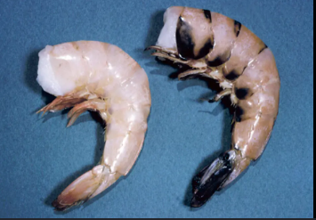 Black Spot: Karapas Udang Menghitam yang bisa Menurunkan Nilai Jual Udang Menurun!