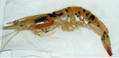 Taura Syndrome Virus (TSV): Ketika fisik tubuh udang dirusak oleh serangan Virus!