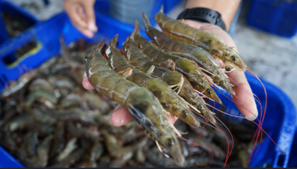 Akar Penyebab Penyakit Udang: Dari Mana Datangnya dan Mengapa Bisa Menyerang Tambak?