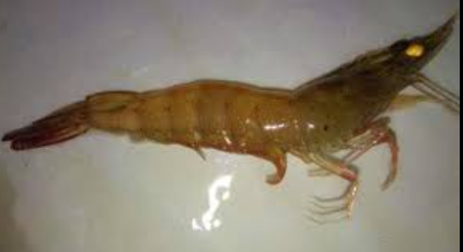 Vibriosis: Ketika bakteri Vibrio di tambak melebihi batas normal dan menyerang udang!