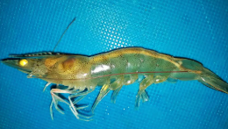 White Feces Disease (WFD): Waspada Kotoran Putih di Tambak, Tanda Usus Udang Sedang Diserang!